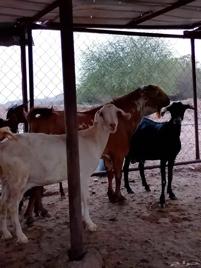 تيس فحل اجم 2