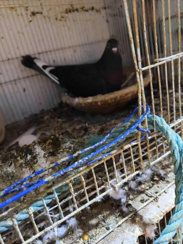 حمام للبيع 27