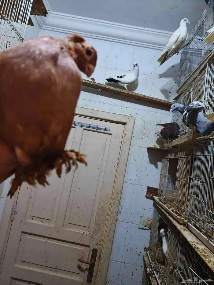 حمام للبيع 18