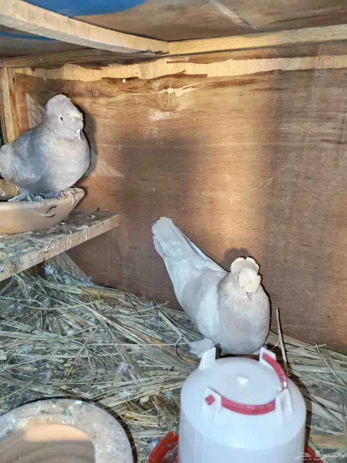 حمام تركي حمام هزازي 0