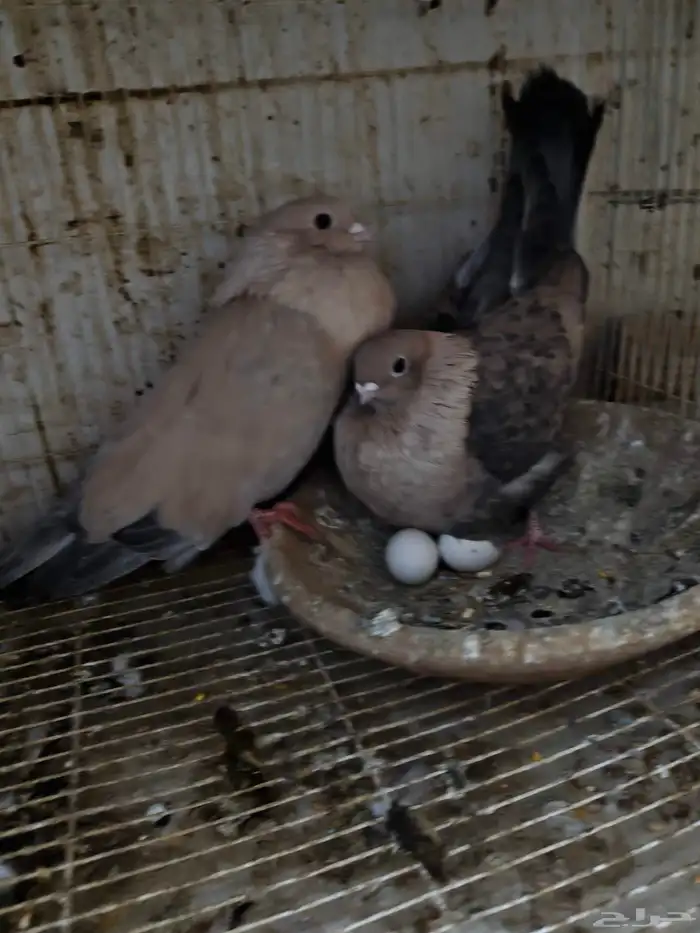 حمام للبيع 7