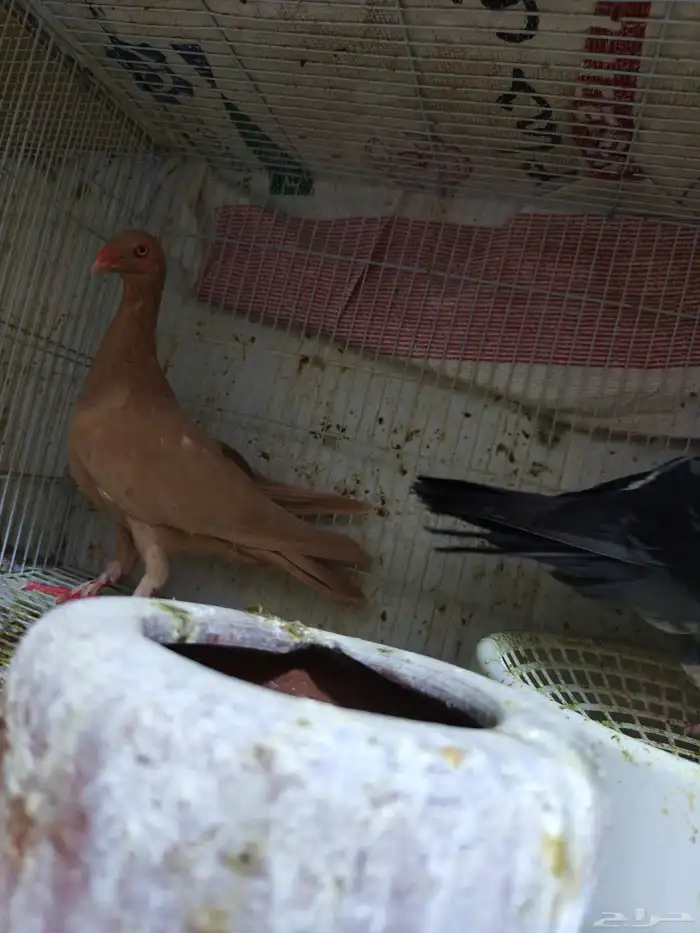 حمام للبيع 17