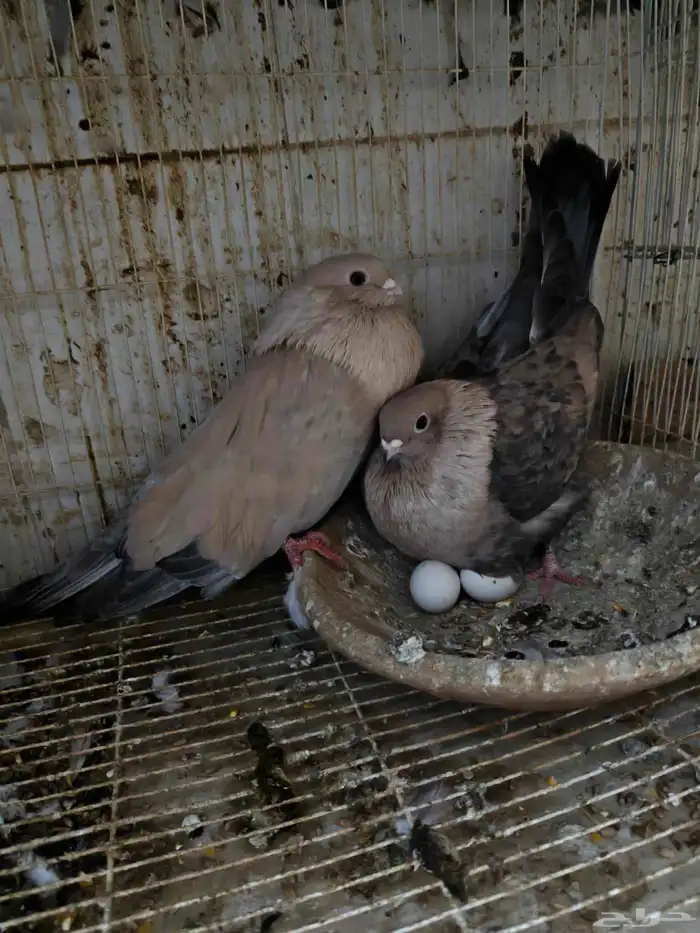 حمام للبيع 6