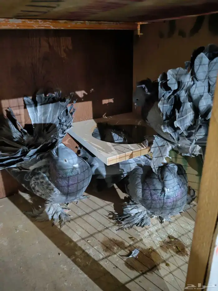 حمام تركي حمام هزازي 4