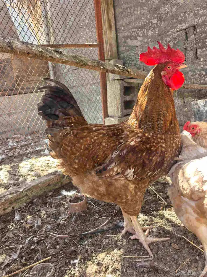 ديك للبيع عمر 9شهور حجم تم بيع 1