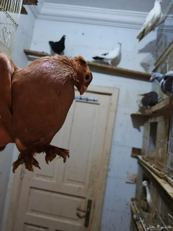 حمام للبيع 19