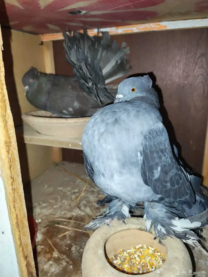 حمام تركي حمام هزازي 2