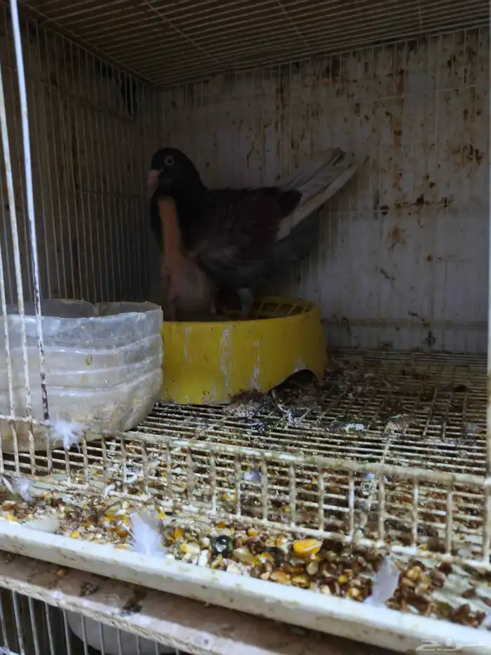 حمام للبيع 0