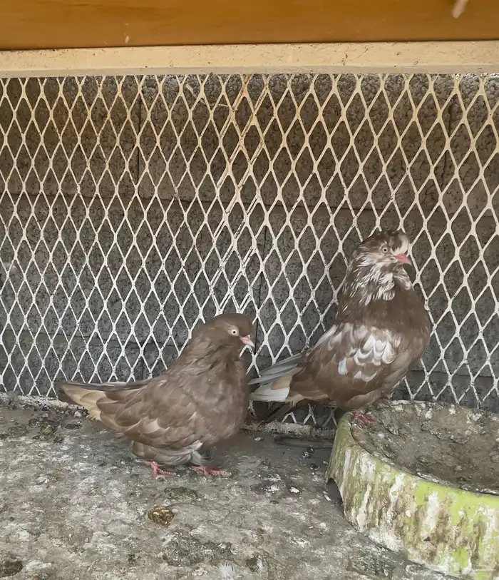 حمام دمستك 2