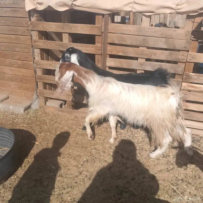 تيس ثني عليه 700 1