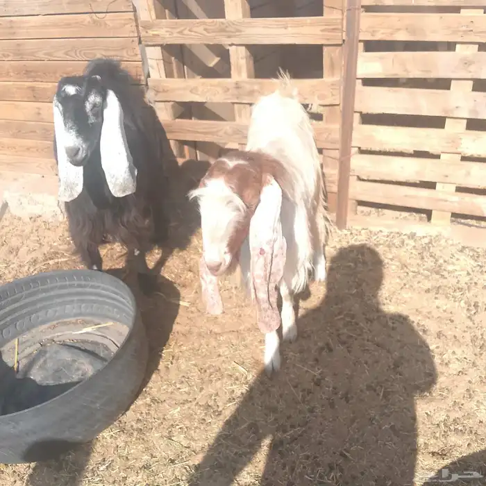 تيس ثني عليه 700 0