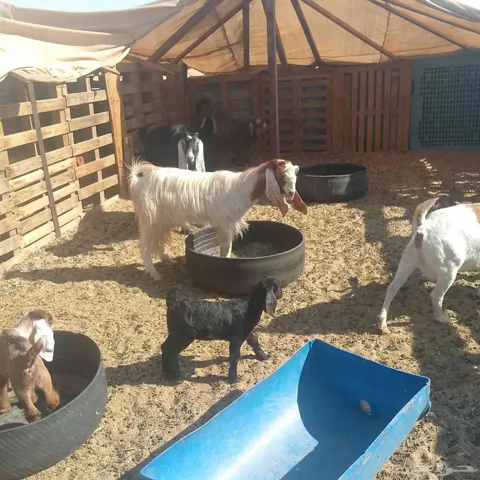 تيس ثني عليه 700 2