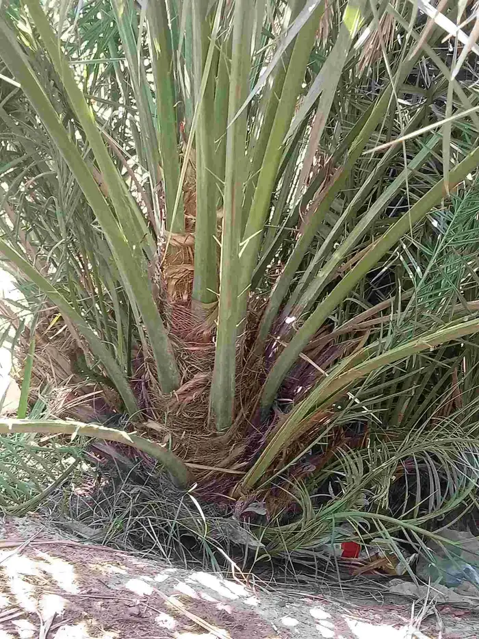 قلايه موجوده في وادي ارهاط 3