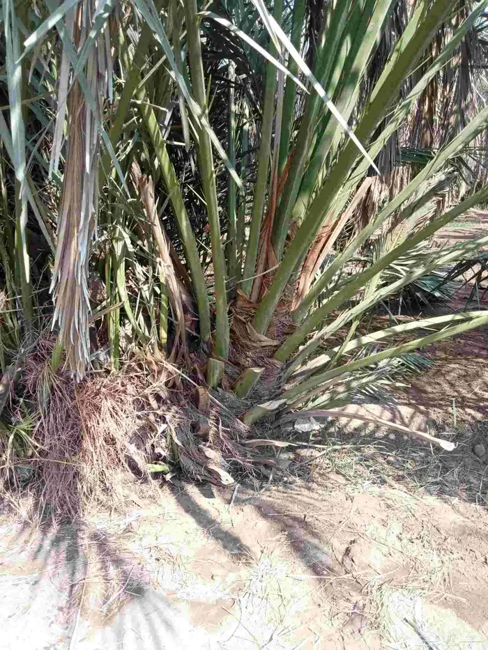 قلايه موجوده في وادي ارهاط 1