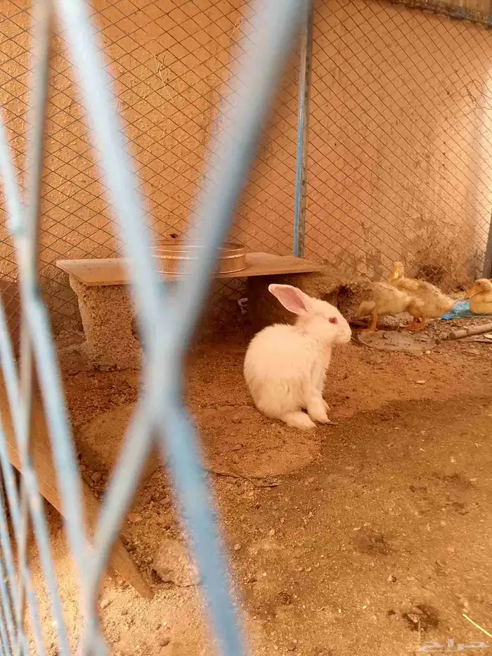 ارانب فرنسيه العمار أربعه شهور ونص واحد منهم ثلاثة شهور ابيض 2