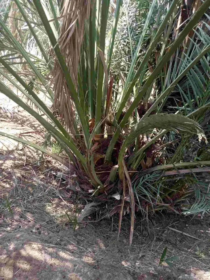 قلايه موجوده في وادي ارهاط 6