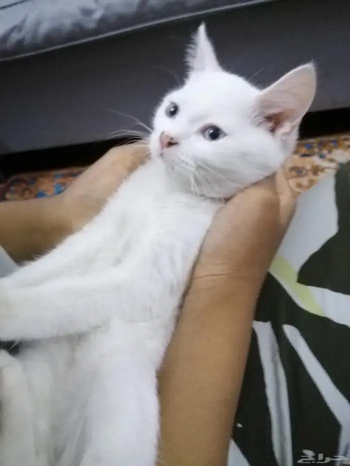 قطط صغيرة للبيع 1