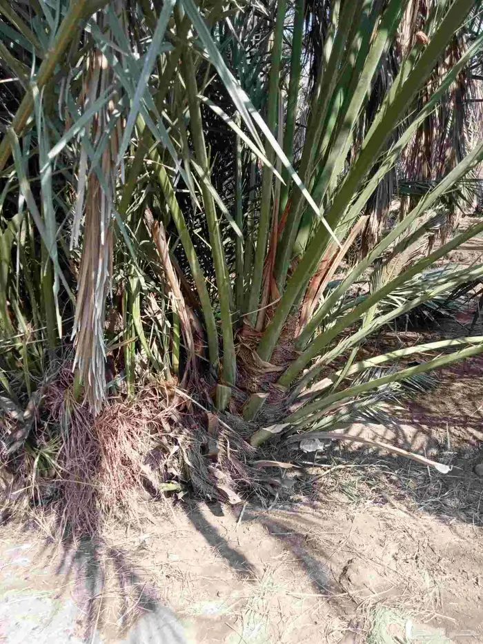 قلايه موجوده في وادي ارهاط 0