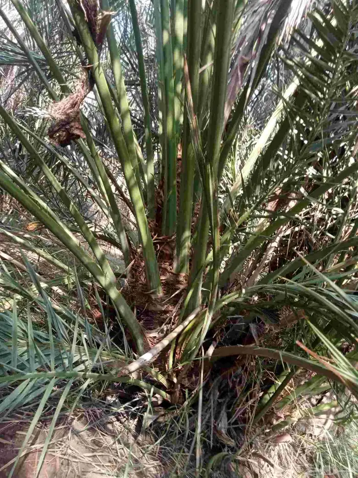 قلايه موجوده في وادي ارهاط 5