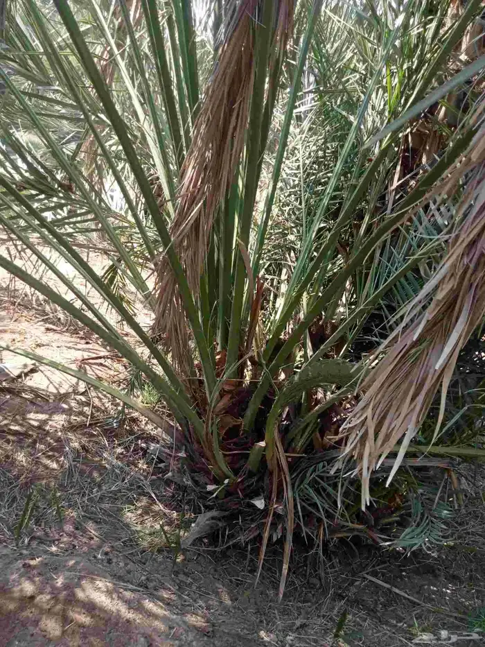 قلايه موجوده في وادي ارهاط 7