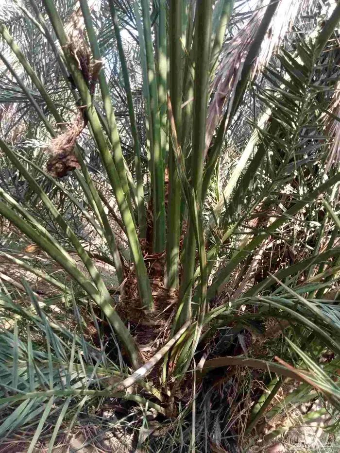 قلايه موجوده في وادي ارهاط 4