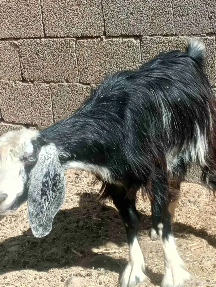 ثنيه مقنوي 0