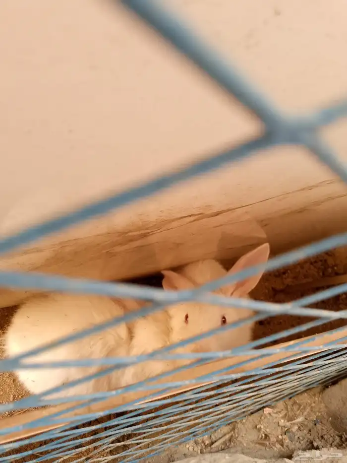 ارانب فرنسيه العمار أربعه شهور ونص واحد منهم ثلاثة شهور ابيض 1