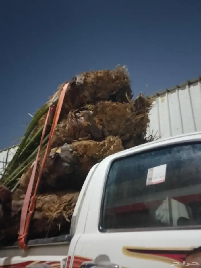 جميع انواع النخل اتصل وبذن الله نصل 0