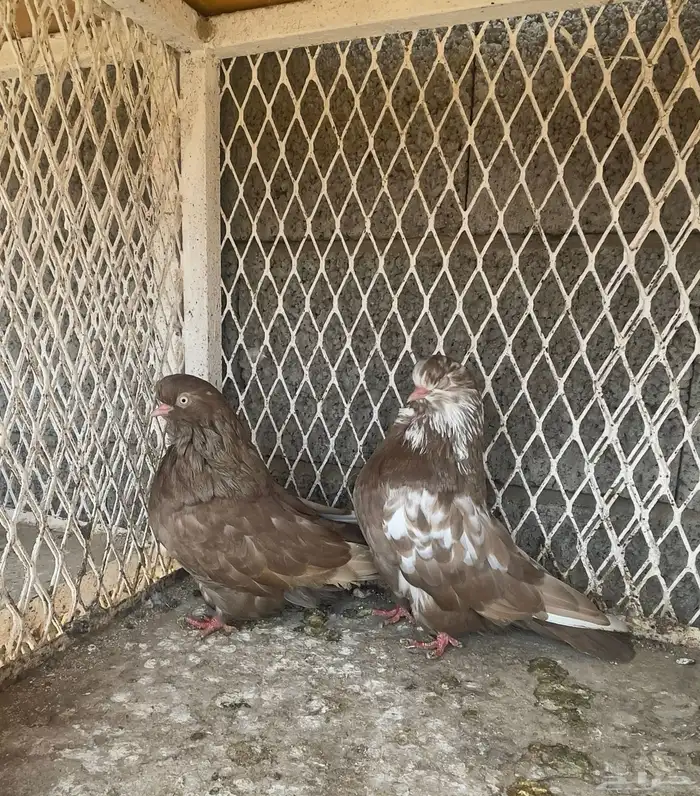 حمام دمستك 1