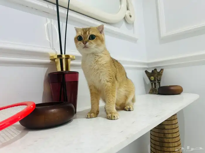 انثى قولد للبيع مع بديقري 2