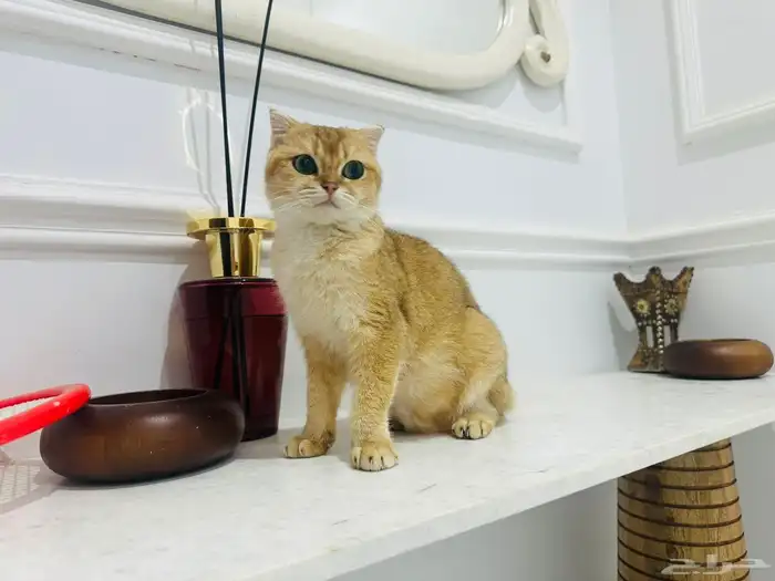 انثى قولد للبيع مع بديقري 1