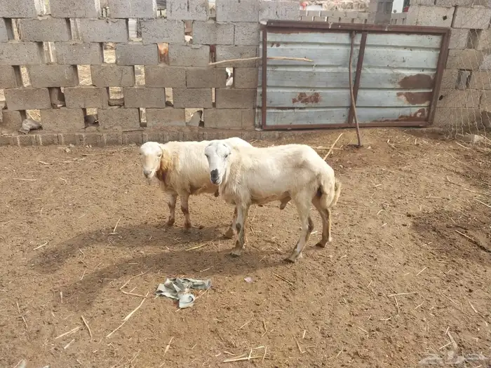 السمر شرق الصناعيه الجديده عكوه 9