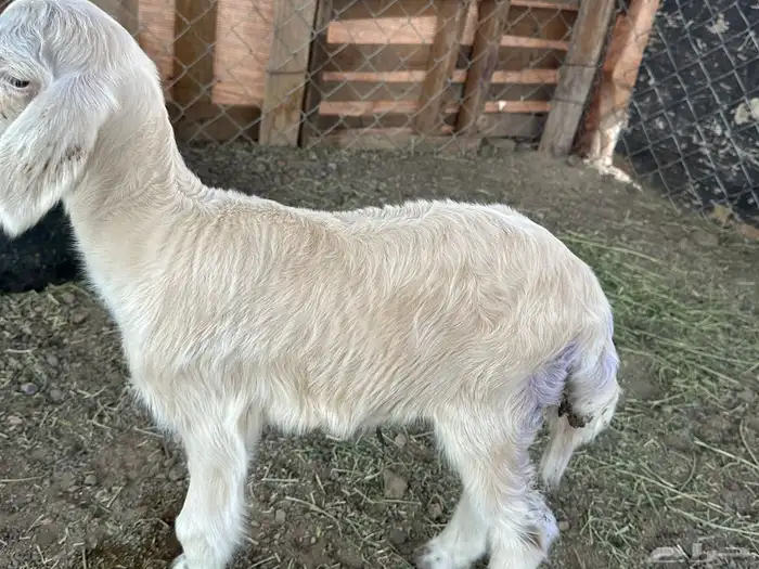 نعجه والد معها رخل للبيع 2