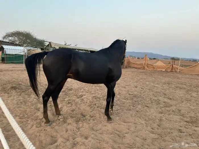 حصان انقليزي للبيع هادي 7