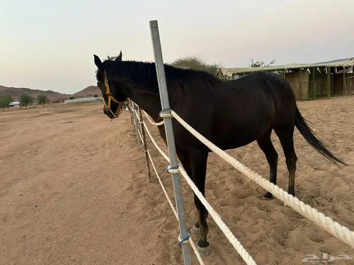 حصان انقليزي للبيع هادي 10