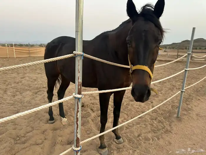 حصان انقليزي للبيع هادي 6