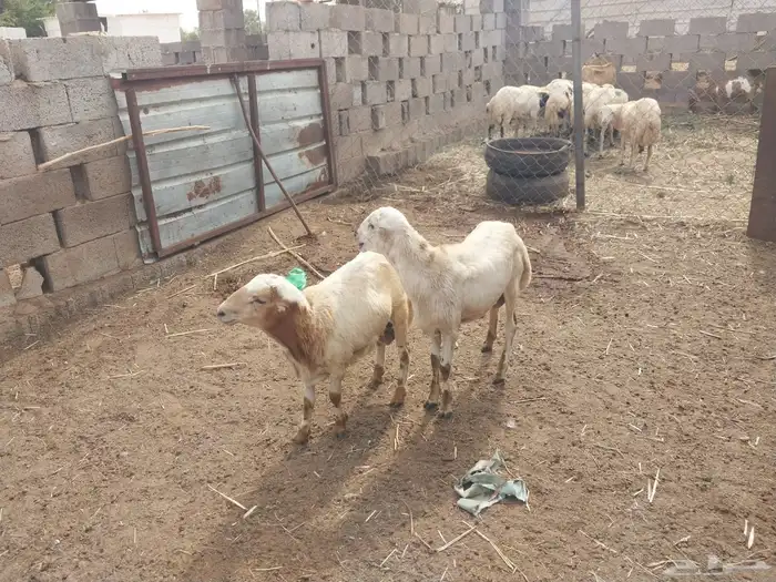 السمر شرق الصناعيه الجديده عكوه 11