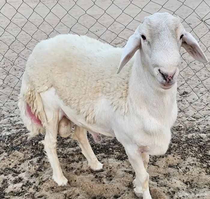 فحل حري كفو 0