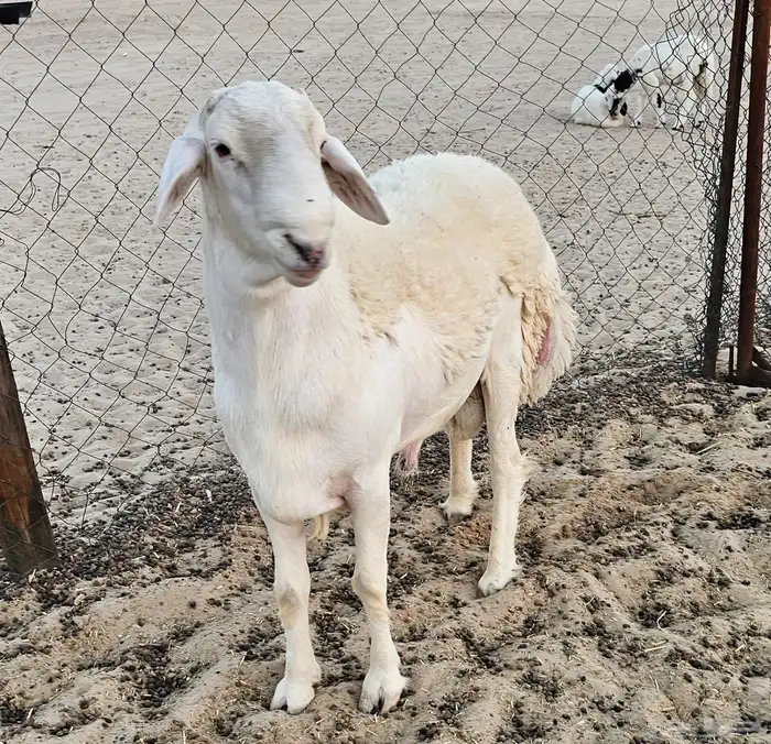 فحل حري كفو 3