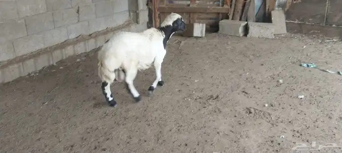 السمر شرق الصناعيه الجديده عكوه 4