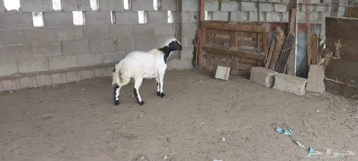 السمر شرق الصناعيه الجديده عكوه 7