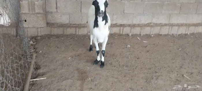 السمر شرق الصناعيه الجديده عكوه 13