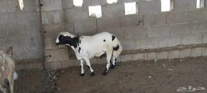 السمر شرق الصناعيه الجديده عكوه 5