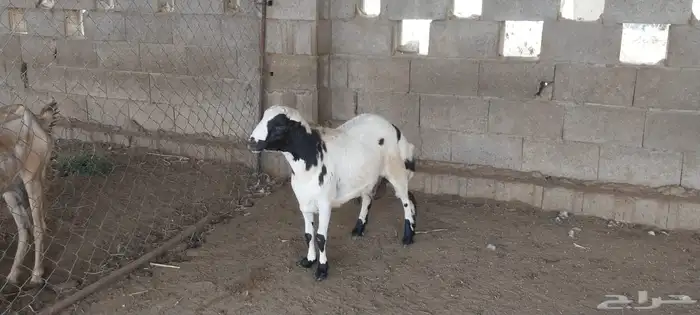 السمر شرق الصناعيه الجديده عكوه 14