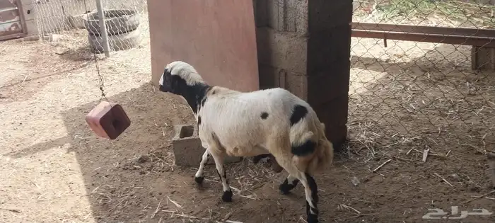 السمر شرق الصناعيه الجديده عكوه 0