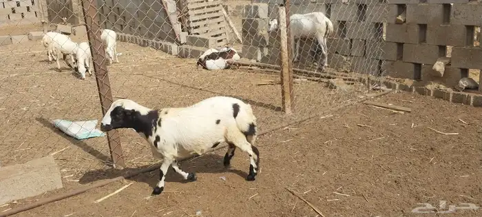 السمر شرق الصناعيه الجديده عكوه 6