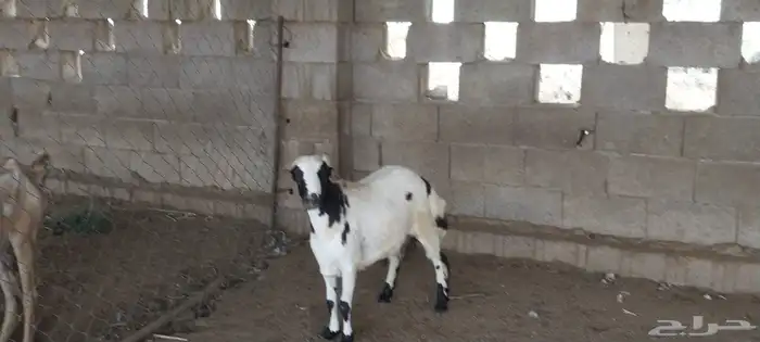 السمر شرق الصناعيه الجديده عكوه 2