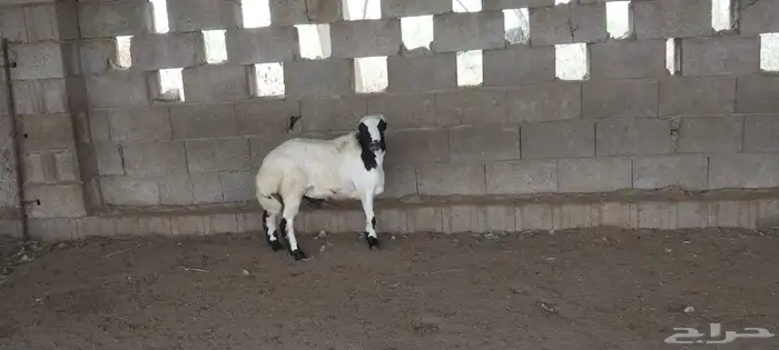 السمر شرق الصناعيه الجديده عكوه 8