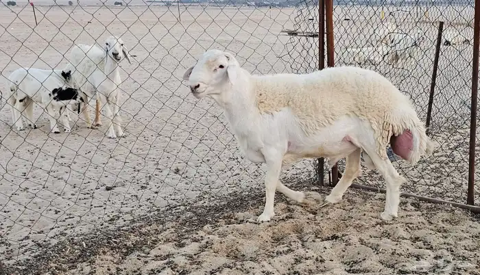 فحل حري كفو 1