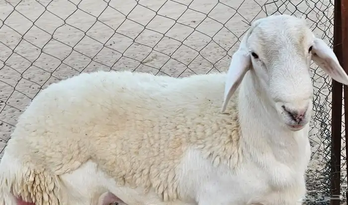 فحل حري كفو 2